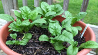 You Can Grow That: Spinach -